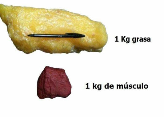 ¿Se puede transformar la grasa en músculo?